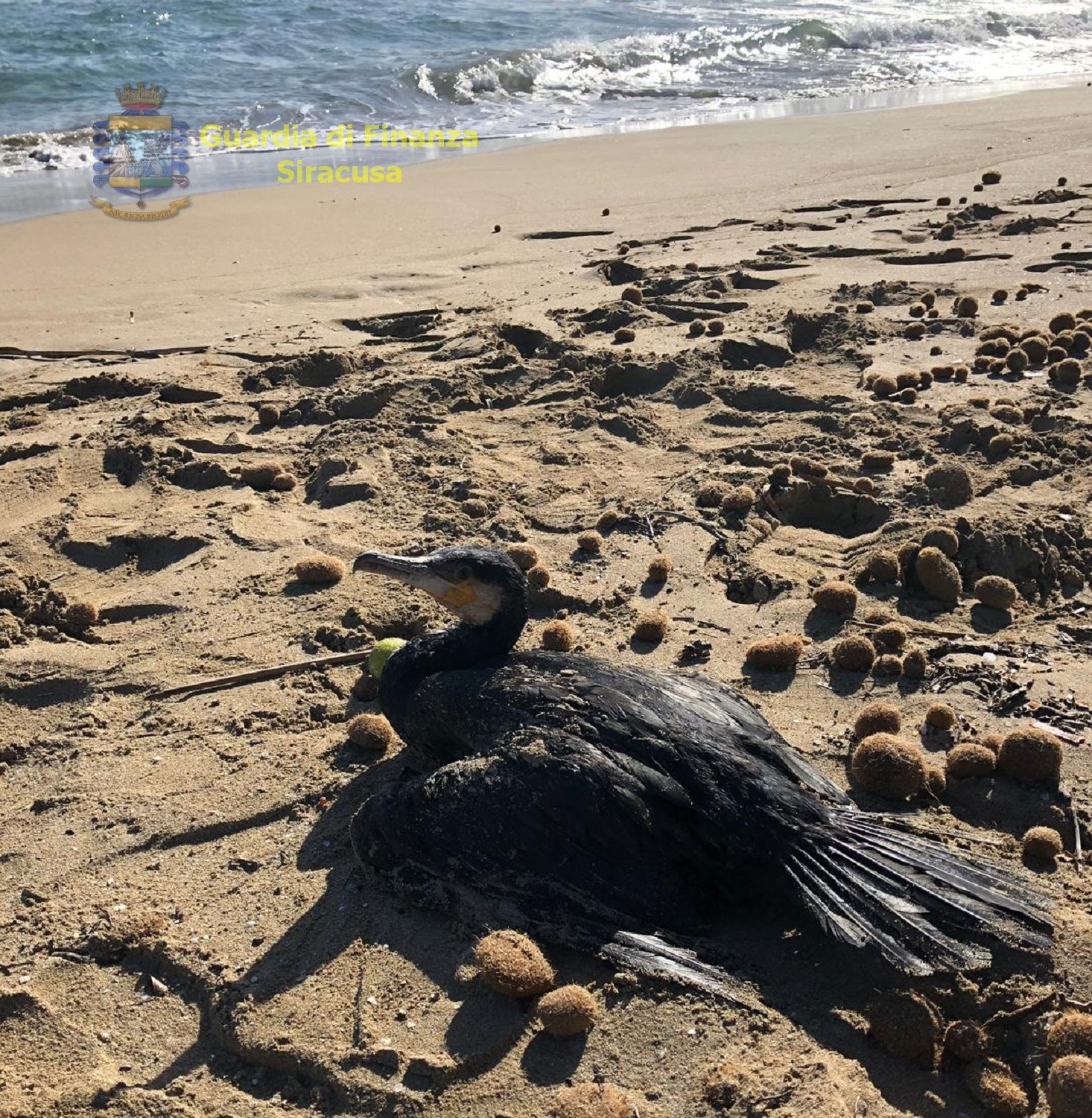 Cormorano Ferito Sulla Spiaggia Di San Lorenzo Salvato Dai